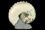 Fossil Hoploscaphites Ammonite - South Dakota #131226-1